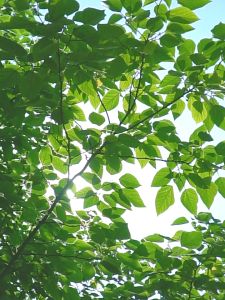 Folding Step Stool Foldable Plastic Stool Portable Bench Kerusi Lipat Kecil Portable Folding Step Stool Plastic Chair