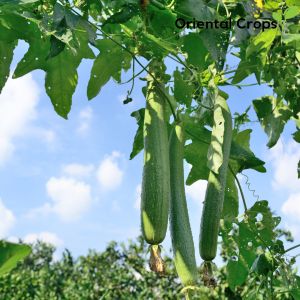 100 seeds patola for planting binhi pantanim vegetable plant