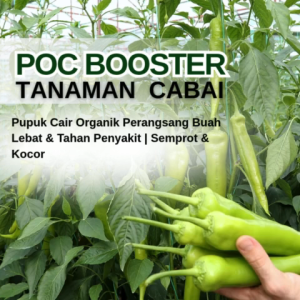 Pupuk pelebat buah cabaiPupuk penyubur tanaman daun dan batangPupuk cabe agar berbuah lebat