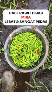 Bibit Benih 500 Seed Cabe Rawit Hijau MIRA Asli Cap PERMATA HIJAU