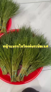 BC02-38 หญ้าแพรก พร้อมส่งสำหรับถวายพระพิฆเนศ (จัดส่งแบบถุงซีล)