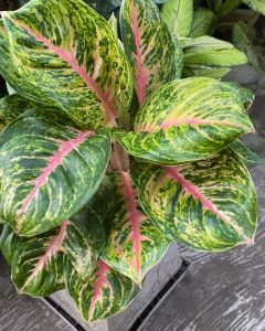 Aglonema Big Papa Jumbo: Aksesoris Tanaman Interior yang Cakep Banget