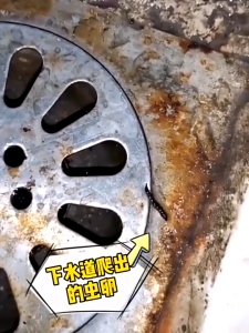 (SG Stock)sewer insecticide insecticide for killing moths midges tide insects toilet pipes insecticide for killing small flying insects water emulsion