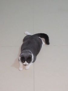 Puppy ของเล่นแมว ลูกบอลกระดิ่งกลวงหลากสี ของเล่นแมวเพื่อความบันเทิง ของเล่นมีเสียง QHMPS00154