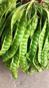 BIBIT PETE JUMBO Berbuah Dalm Pot Bibit Super Bisa COD (Bayar di Tempat)