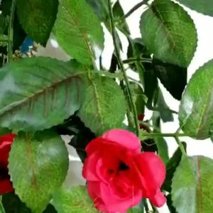 Decorative Rose Vine Faux Flowers