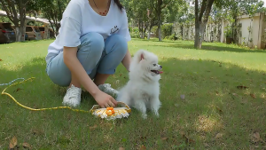 Bộ dây dắt Chó Mèo kèm yếm ren dễ thương (mẫu mới) - Love Pets Shop