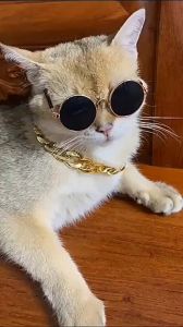 Vòng cổ dây chuyền vàng cho Chó Mèo bằng nhựa sang chảnh (mẫu mới) - Hara Pet Store