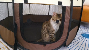 Foldable Pet Playpen Tent Octagon Dog Kennel Indoor Pop-Up Puppy Cage Portable Cat House with Carry Bag