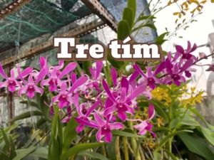 Hoa lan denro tre hồng thơm