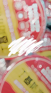 Lakban Anti Bocor 10 M super strong tahan panas !!!!