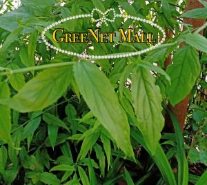 BUY 5 packs FREE 1 / BUY 10 FREE 2  ⭐️ Daun Belalai Gajah Segar 优盾草新鲜叶 Sabah Snake Grass