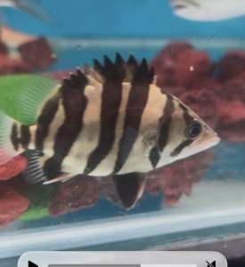 INDONESIA TIGER IT 4BAR HIGH BODY RARE