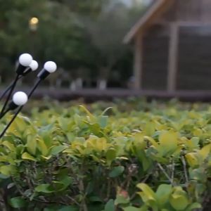 Đèn LED Trang Trí Sân Vườn Sử Dụng Năng Lượng Mặt Trời - 8 ánh sáng