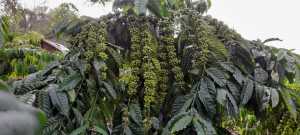Entres klon pupus merah/cipit abang