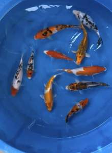 Japan Koi local breed Super Premium Grade 10pcs Combo offer at 1388 ( size 5-7” ) with FREE GIFTS !!