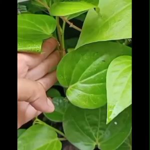 Bibit Daun Sirih Hijau Herbal Segar 1kg ( 4 Bibit )