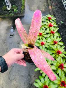 Billbergia Hula Auwana Plants ( 積水风梨/bromeliad )