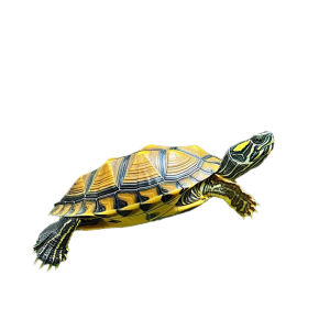YAFENG | Aquatic Pet Turtle for Ornamental and Cleaning Purpose