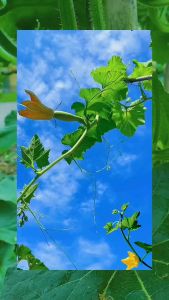 Hạt Giống Mướp Hương Lai F1 loại 20gr