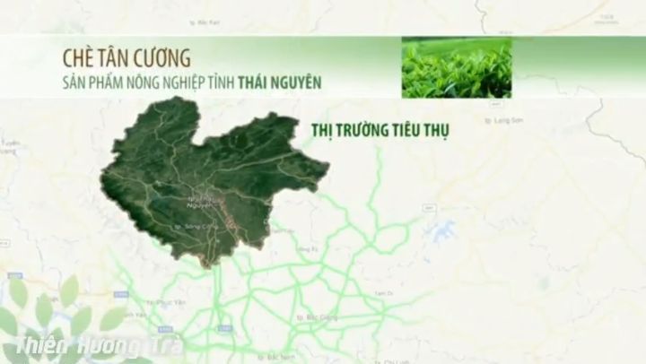 Trà Búp Thái Nguyên Tân Cương Chính Gốc, Trà Hương Nhài, Thơm Nước ...