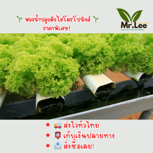 ฟองน้ำปลูกผักไฮโดรโปนิกส์ Mr.Lee 96 ช่อง สำหรับปลูกง่าย โตไว พร้อมส่ง ขนาด 2.5x2.5 ซม. คุณภาพสูง