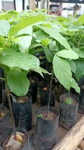 [ต้นจากเมล็ดสูง 60-80ซม.] ต้นอโวคาโด A034 อะโวคาโด A034 มีรสชาติเข้มข้น มีกลิ่นหอม เนื้อสีทอง ปลูกและดูแลง่าย ผลผลิตสูง