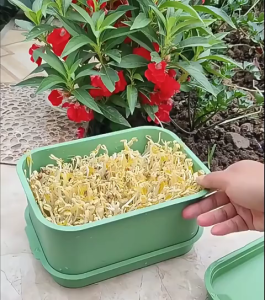 Máy Làm Giá Đỗ Không Cần Tưới Nước Hàng Ngày Khay Đựng Hạt Giống Rau Mầm Tự Làm Tại Nhà Làm Giá Đỗ Dễ Dàng