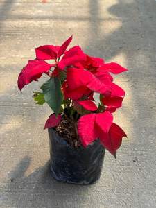 ต้นคริสต์มาส ส่งพร้อมถุงดำ สูง 60 ชม