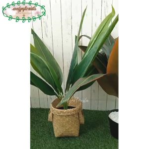 Pohon Hias Daun Kunyit: Dekorasi Rumah Aesthetic dengan Variasi Warna Hijau & Coklat