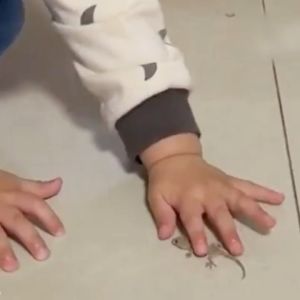 Gecko died 1000 meters away lizard killer bait 8 pcs/box No geckos for 50 years ubat cicak paling berkesan 100% mortality rate for geckos racun cicak paling kuat Geckos favorite food cicak killer Suitable for all household gecko killer 最强的壁虎药