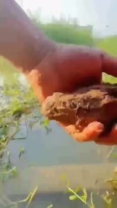 ESEN PANCING IKAN MAS IKAN NILA IKAN LELE IKAN WADER ESEN IKAN MAS PALING GACOR ESEN IKAN MAS PALING