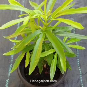 Indoor/ Outdoor Plant Zodia Mosquitoes Repellent/ Pokok Halau Nyamuk (LIVE PLANT)