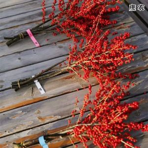 a Grade North America Holly Cutting Flower Bud Water Cultivation Indoor Decoration Red Fruit Water Cultivation Houseplant