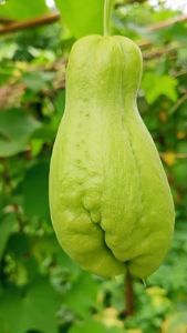 ฟักแม้ว มะระหวาน ชาโยเต้ 1 กิโล