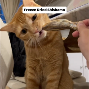 [MEDIUM Packs] WHOLESALE - OMAKASE AIR DRIED/FREEZE DRIED Dog & Cat Single Ingredient Dehydrated Pet Treats