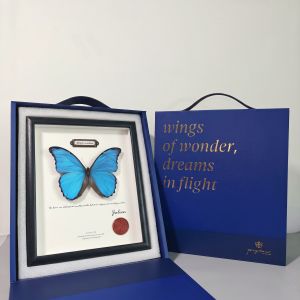 Butterfly Specimen In Frame Couples Birthday Gift