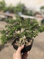 cây cảnh bonsai để bàn, linh sam 86 bonsai, dáng bonsai lùn. 