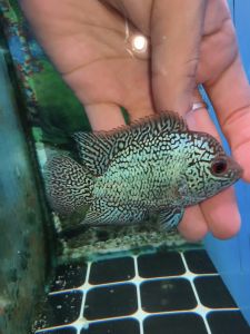 Flowerhorn Cencu 2.5inch male fish local breed 本地CC pellet trained