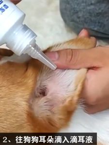 Panduan Membeli Pembersih Telinga Kucing Praktis & Kualitas Tinggi