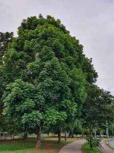 ต้นมะฮอกกานี(เพาะเมล็ด)สูงประมาณ 70 เซนติเมตร