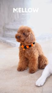 MEAW HALLOW (สำหรับน้องเเมวน้องหมา)