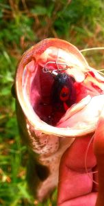 กบยาง ฟินิก ชุด 3 ตัว(น้ำเงิน ม่วง ส้ม)คุ้มๆ