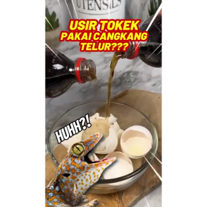 SHUJIN Yamori Pembasmi tokek ampuh 1x semprot tokek tewas spray pengusir tokek racun tokek efektif usir tokek ORIGINAL ASLI JEPANG