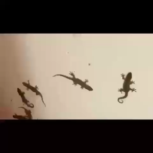 🦎ไม่มีตุ๊กแกเป็นเวลา 100ป🦎8 ชิ้น/กล่อง ไล่จิ้งจก ไล่ตุ๊กแก สมุนไพร ที่ไล่จิ้งจกตุ๊กแก ไล่แมงมุม และสัตว์ลิ้นสองแฉกทุกชนิด  ปลอดภัย ไร้สารเคมี 100% เห็นผลชัดเจน สูตรเข้มข้น ล่จิ้งจก ยาไล่จิ้งจก  ไล่ตุ๊กแก ยาฆ่าจิ้งจก ยาฆ่าตุ๊กแก ยาไล่ตุ๊กแก gecko killer