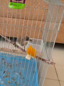 Gantungan Buah Plastik Sayur Untuk Semua Sangkar Burung Mempermudah Burung Pakan Buah