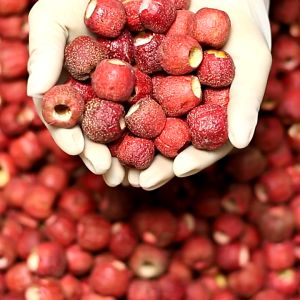 Táo mèo sơn tra thái lát sấy khô 100 gram tinh hoa trà thảo mộc món quà từ thiên nhiên