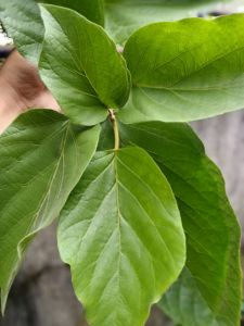 Fresh Alagaw Leaves Dahon ng Alagaw - Large green leaves with prominent veins - Ideal for gardening and plant care - Outdoor use in garden settings