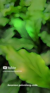 Promosi Tanaman Hias Gelombang Cinta Murah