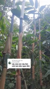 giống cây măng nứa rừng tây bắc măng ăn cực ngon